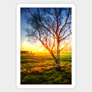 Birch Tree Yellow Sunrise Glow Sticker